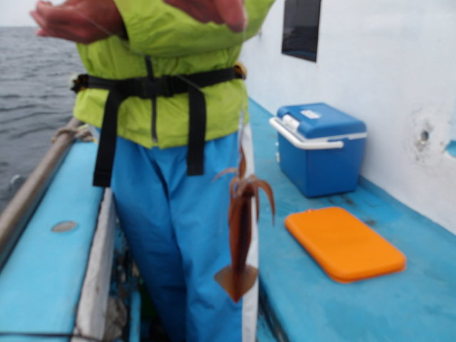 ムギイカ(スルメイカ)