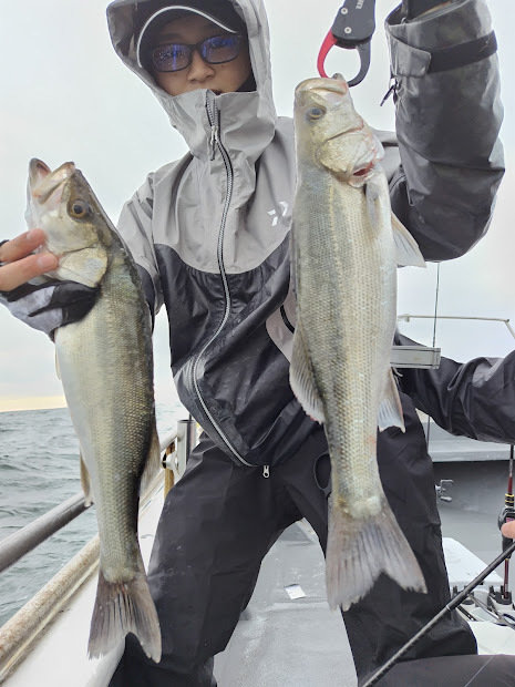 シーバス(スズキ)