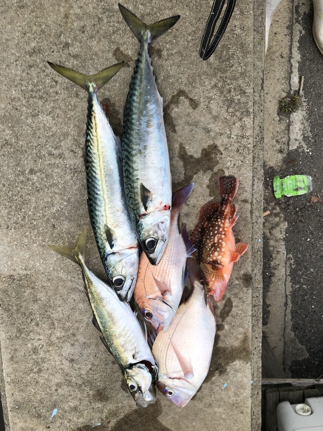 ハナダイ(チダイ)・アジ(マアジ)