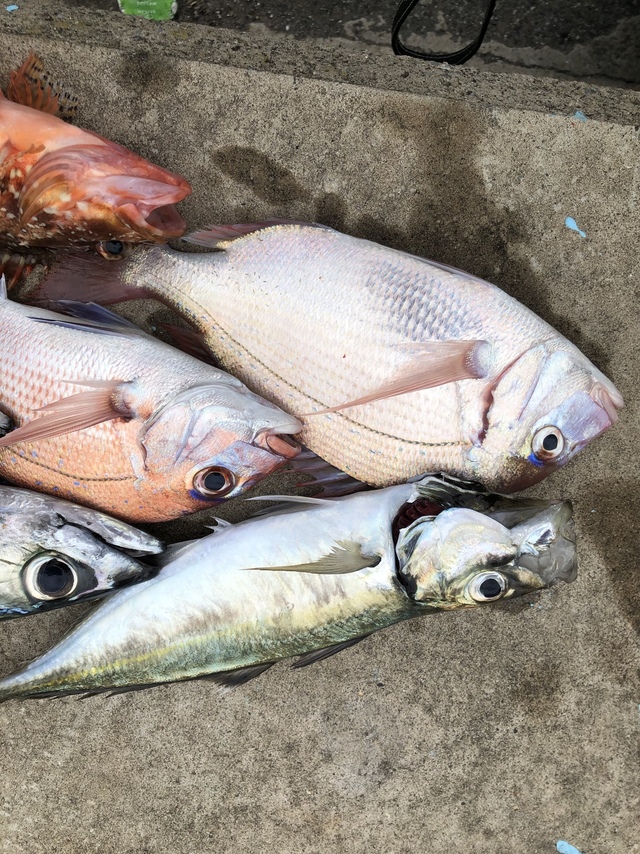 ハナダイ(チダイ)・アジ(マアジ)