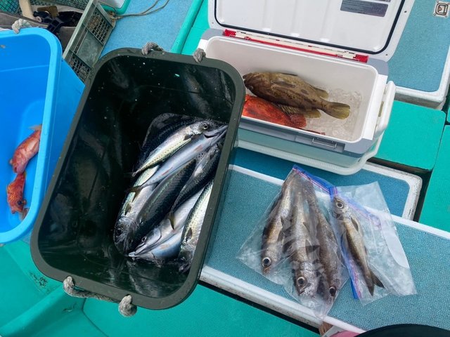 ホウキハタ・ムツ・カンコ(ウッカリカサゴ)・サバ(ゴマサバ)