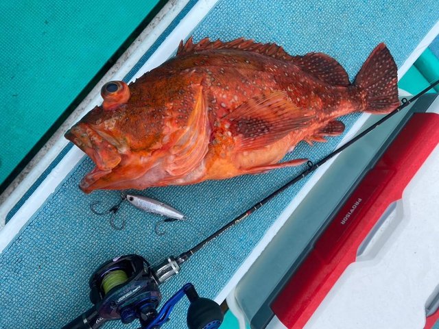 カンコ(ウッカリカサゴ)