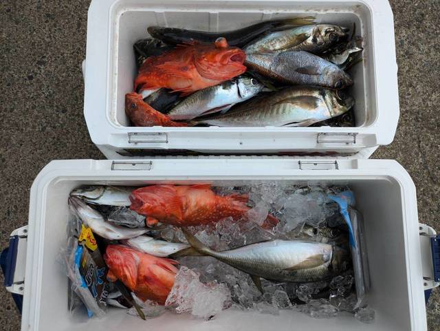 アジ(マアジ)・カンコ(ウッカリカサゴ)