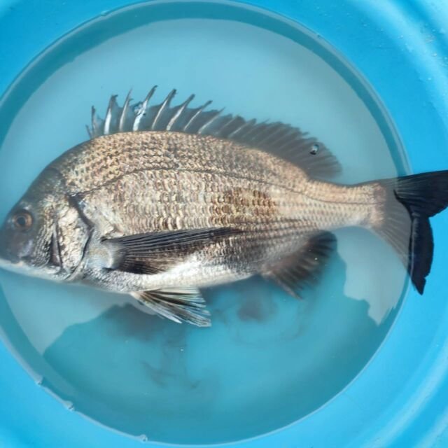 チヌ(クロダイ)