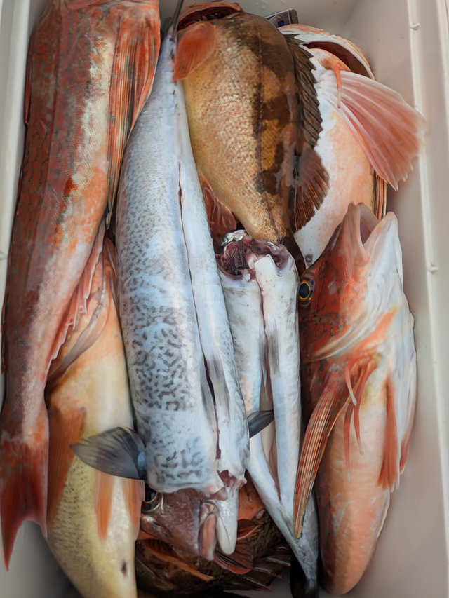 ウスメバル・ホウボウ・サバ(ゴマサバ)