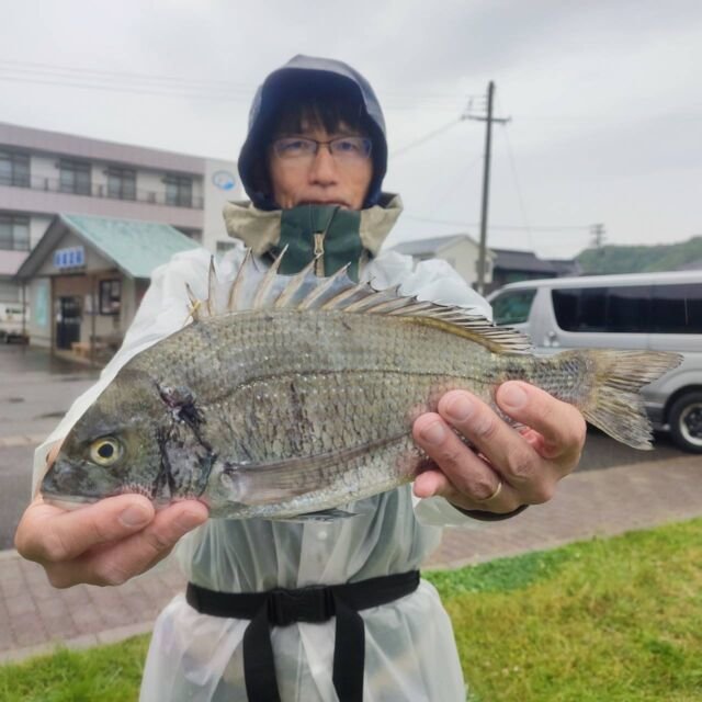 チヌ(クロダイ)