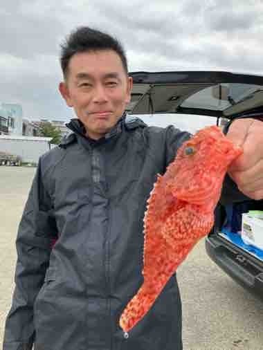 カンコ(ウッカリカサゴ)