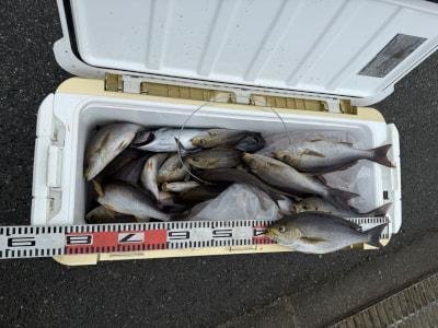 イサギ(イサキ)