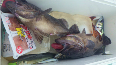 アジ(マアジ)・クロソイ