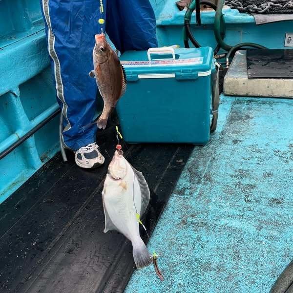 ウミタナゴ・カレイ(マコガレイ)