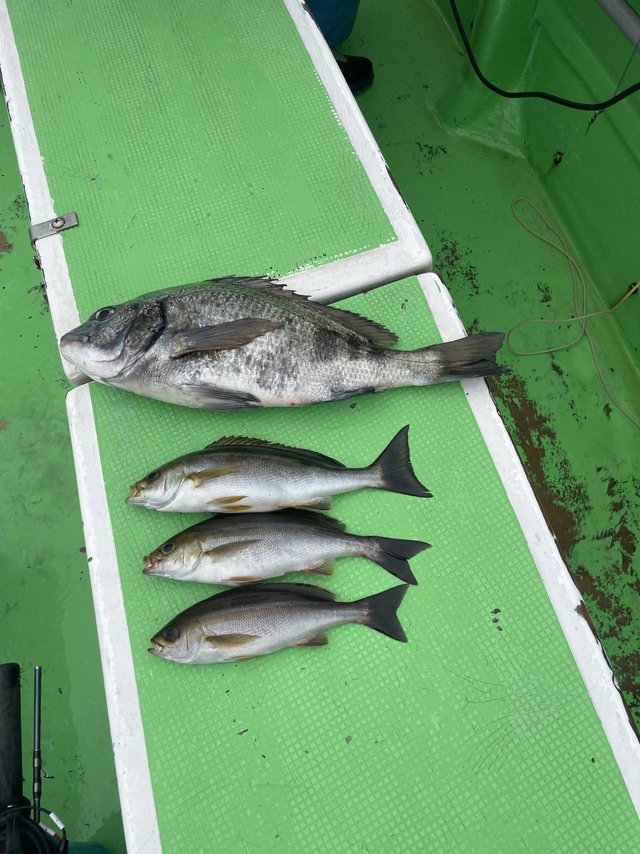 クロダイ・イサキ