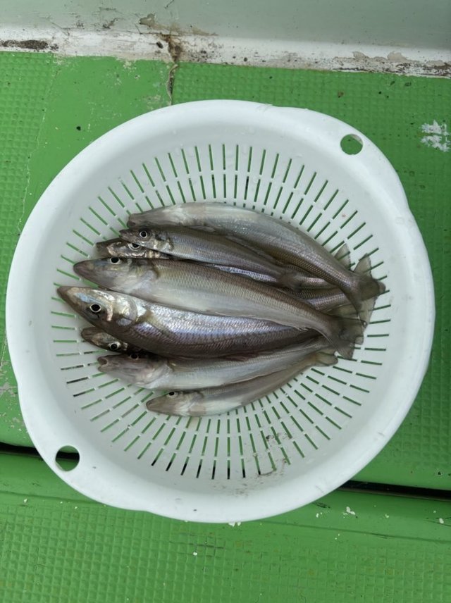 キス(シロギス)