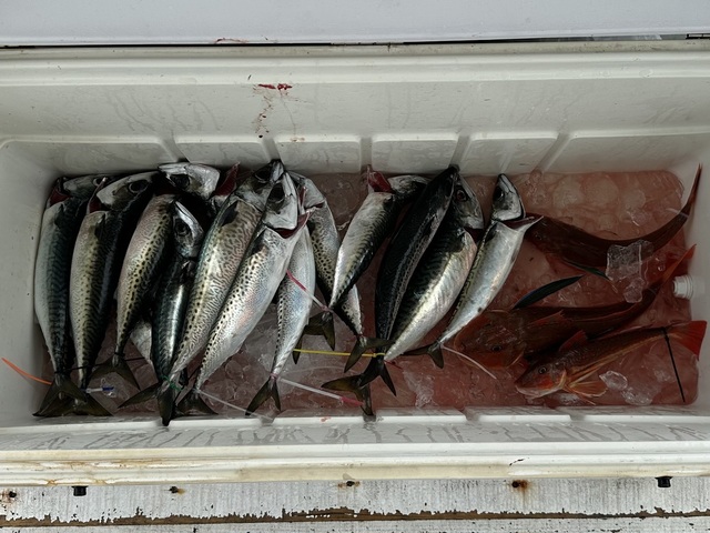 サバ(マサバ)・ホウボウ