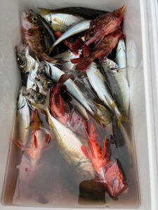 アジ(マアジ)・カサゴ