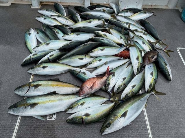 マダイ・ハマチ(ブリ)