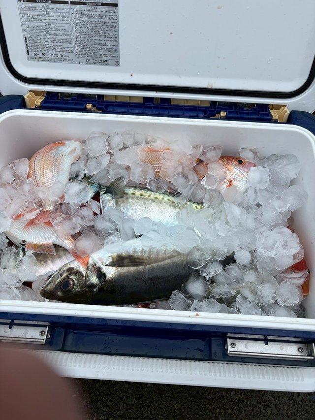 レンコ(キダイ)・チダイ・マアジ・サバ(ゴマサバ)