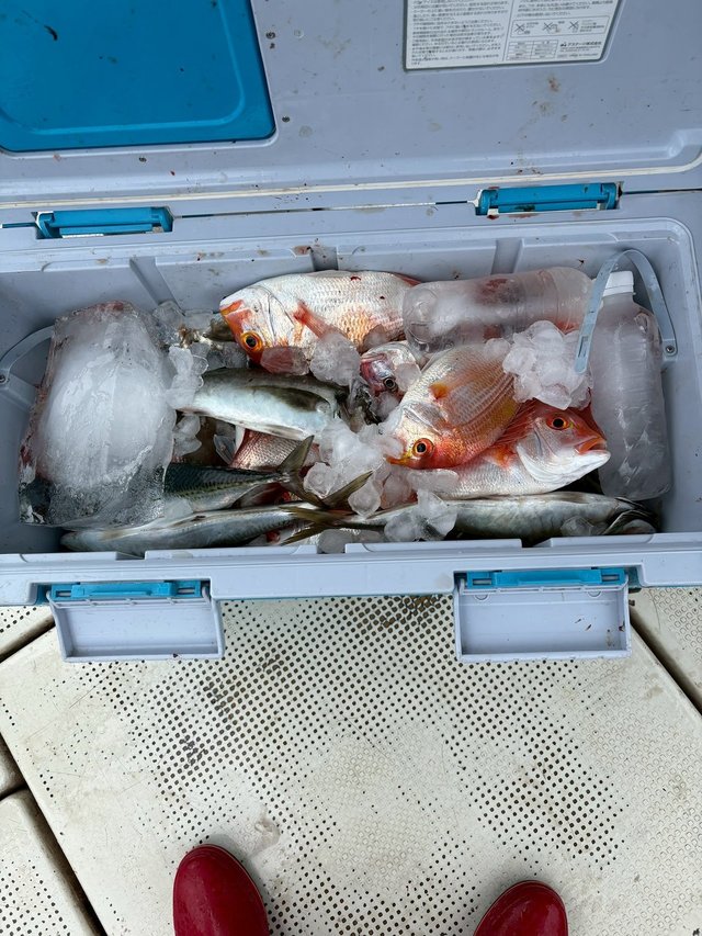 レンコ(キダイ)・チダイ