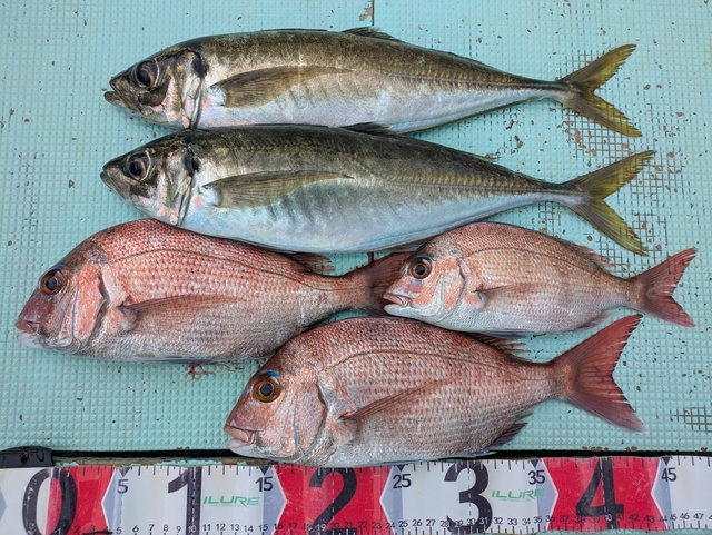 タイ(マダイ)・アジ(マアジ)