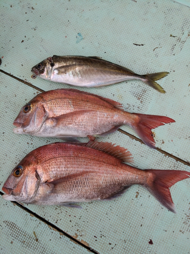 タイ(マダイ)・アジ(マアジ)