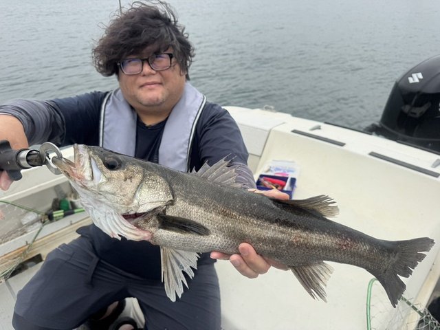 シーバス(スズキ)