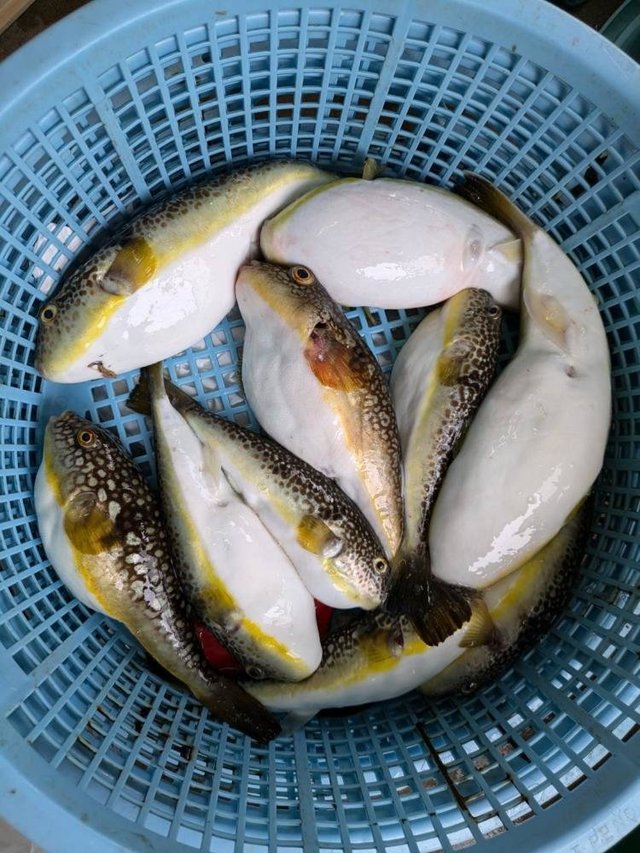 ショウサイフグ