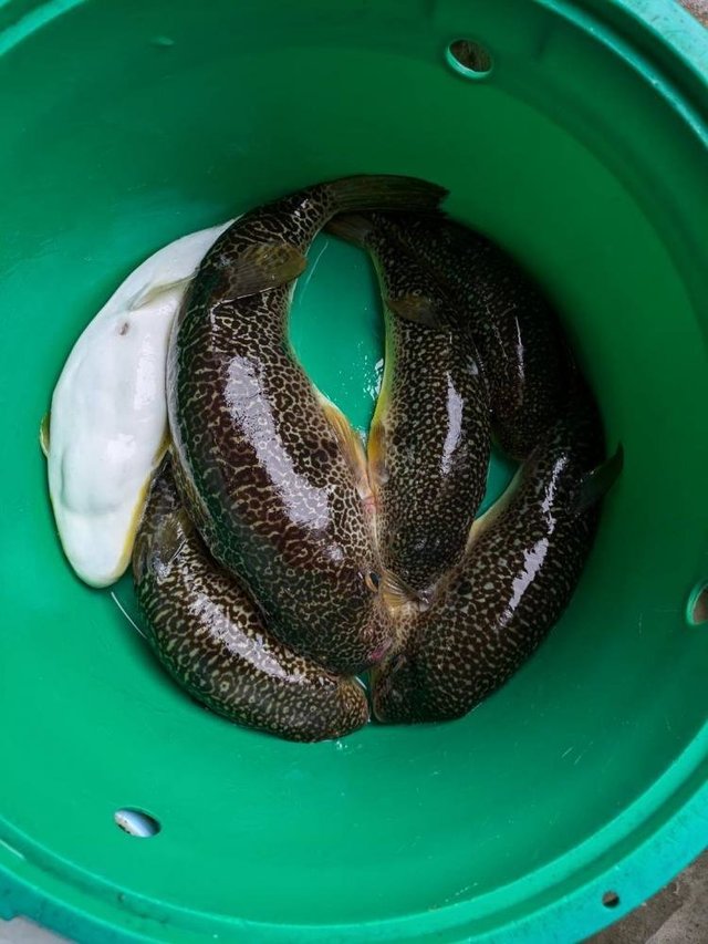 ショウサイフグ