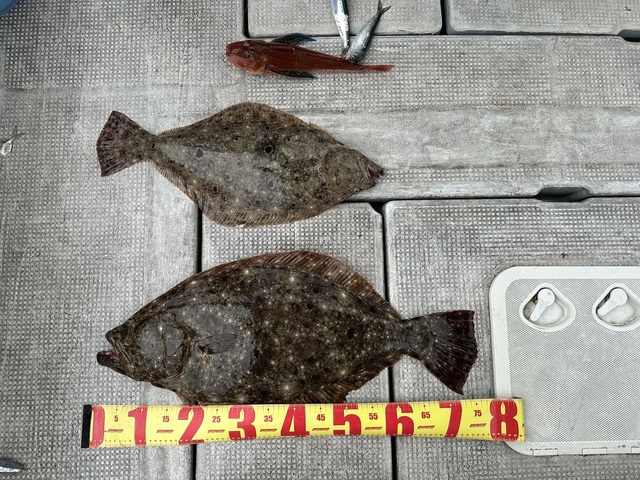 ホウボウ・ヒラメ