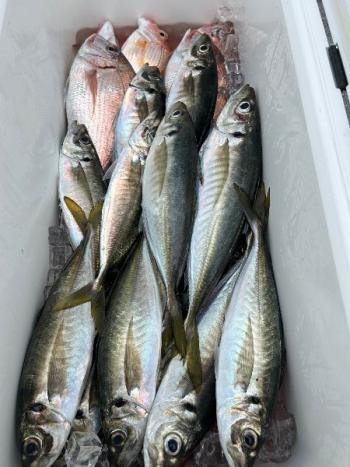 レンコダイ(キダイ)・チダイ・マアジ