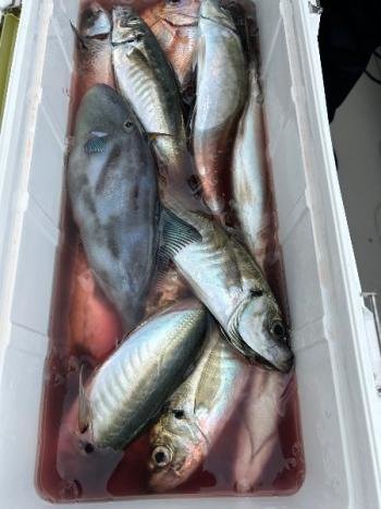 チダイ・マアジ