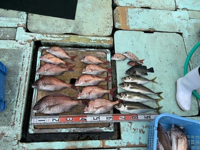 マダイ・マアジ・メバル