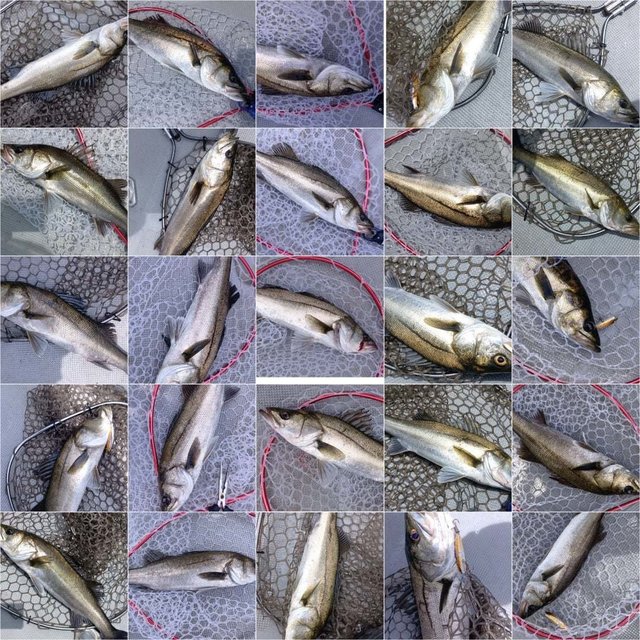 シーバス(スズキ)