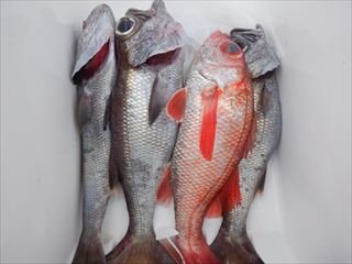 ムツ・アカムツ