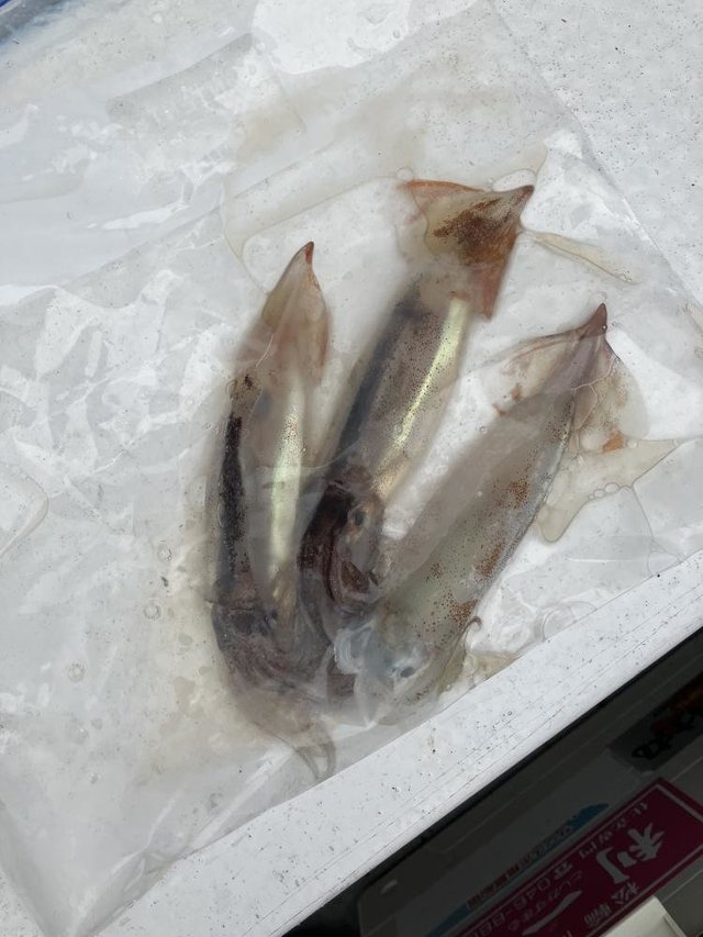 ムギイカ(スルメイカ)