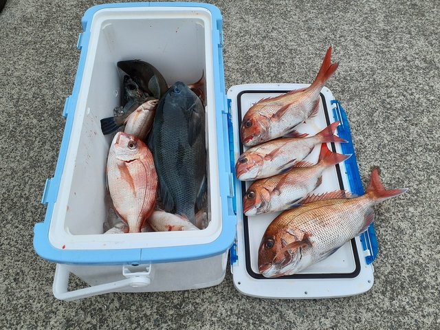 マダイ・ハナダイ(チダイ)・メジナ・ヒメダイ