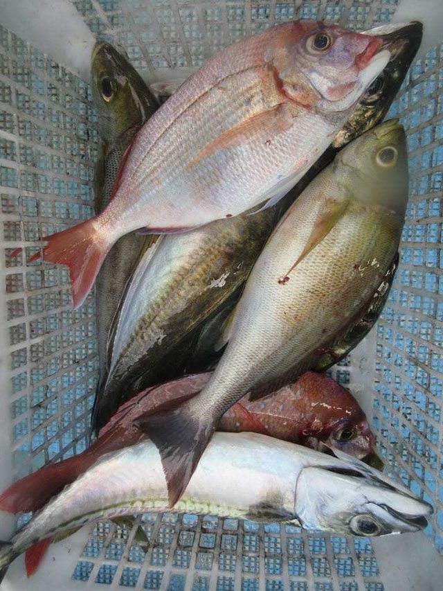 アジ(マアジ)・イサキ