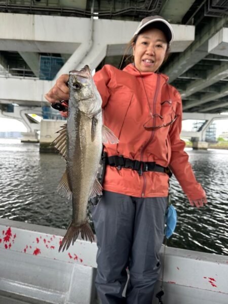 シーバス(スズキ)