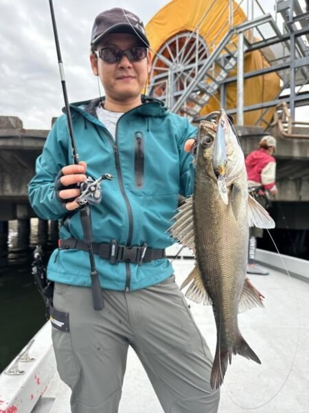 シーバス(スズキ)