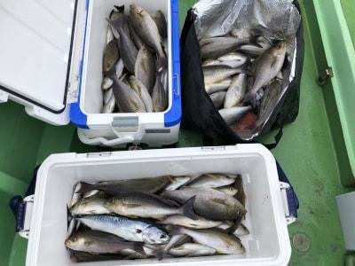 イサギ(イサキ)