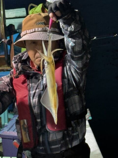 スルメ(スルメイカ)