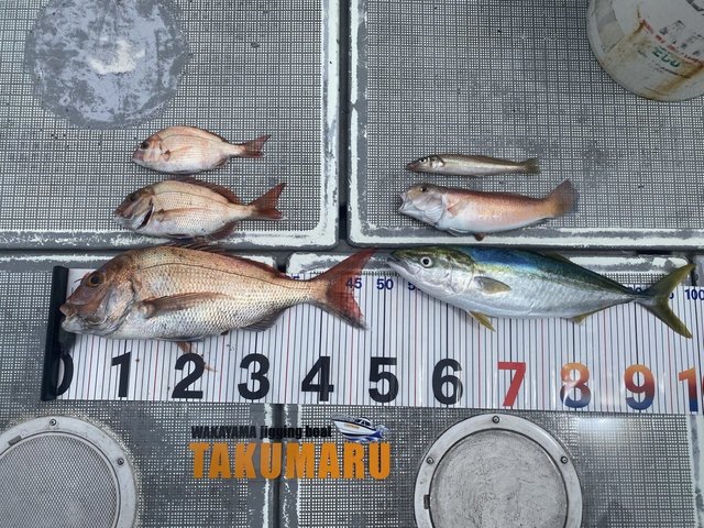 マダイ・キス(シロギス)・ハマチ(ブリ)・アマダイ(アカアマダイ)