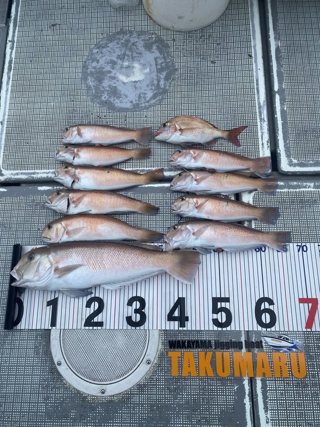 マダイ・アマダイ(アカアマダイ)