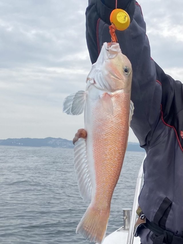 アマダイ(アカアマダイ)