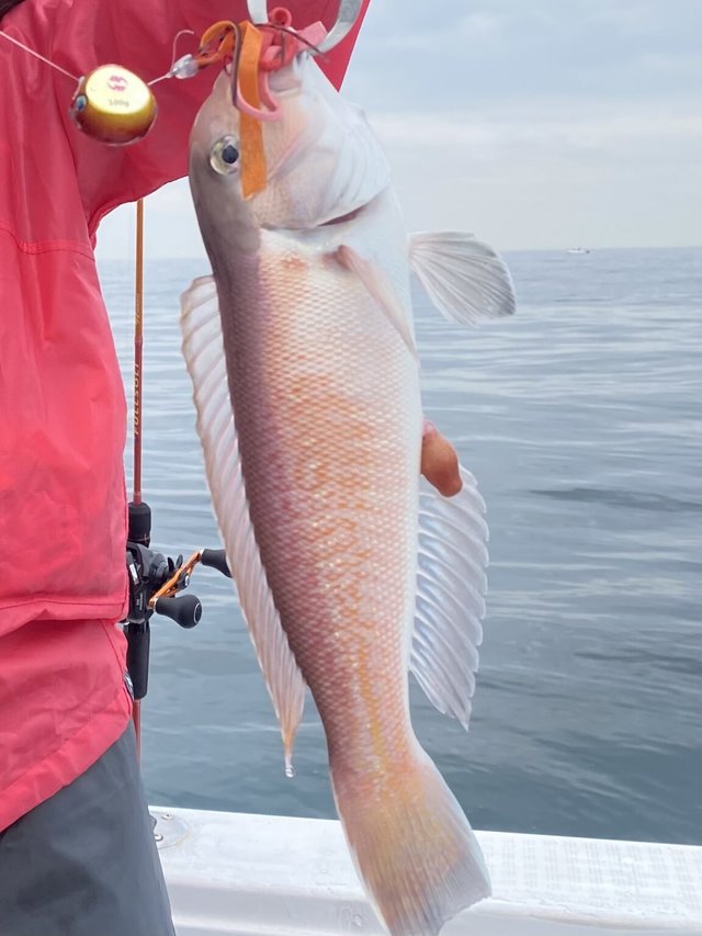 アマダイ(アカアマダイ)