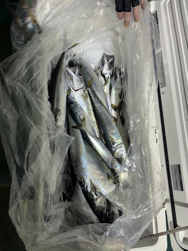 サバ(ゴマサバ)