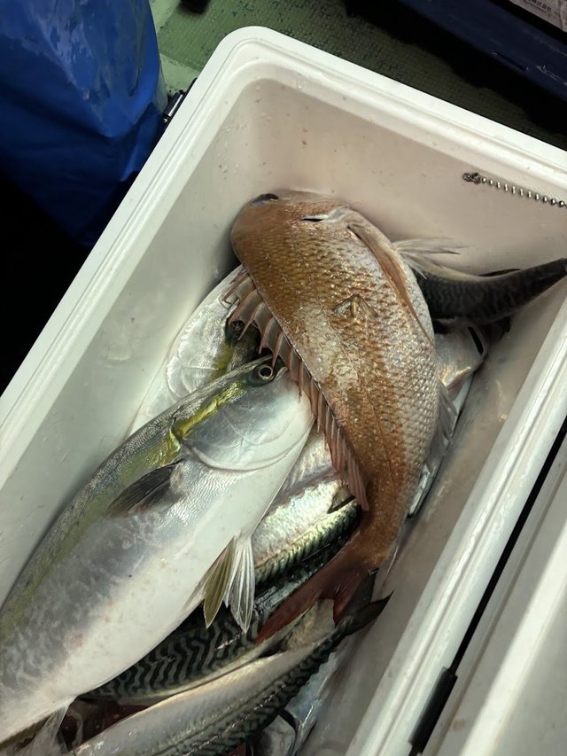 タイ(マダイ)・ワラサ(ブリ)・サバ(ゴマサバ)