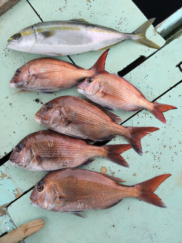 タイ(マダイ)・ハマチ(ブリ)