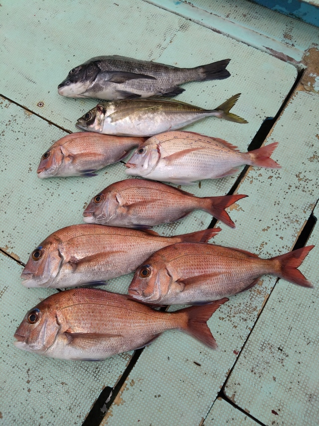 タイ(マダイ)・チヌ(クロダイ)・アジ(マアジ)