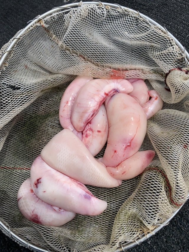 ショウサイフグ