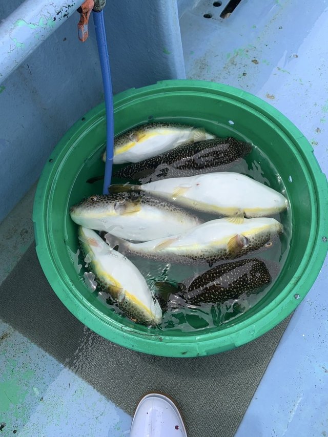 ショウサイフグ