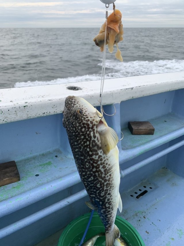 ショウサイフグ